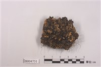 藏品(亞平滑梅衣)的圖片